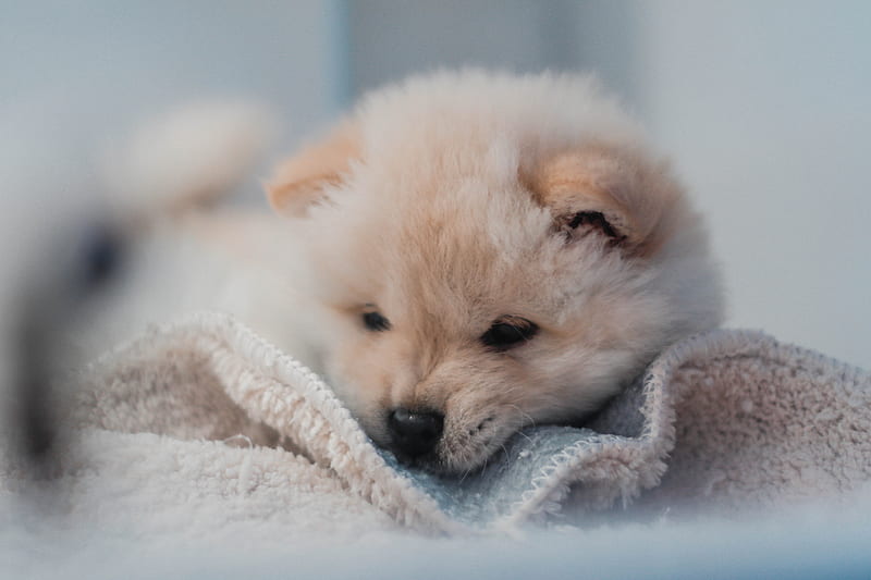puppy, dog, cute, fluffy, pet, HD wallpaper