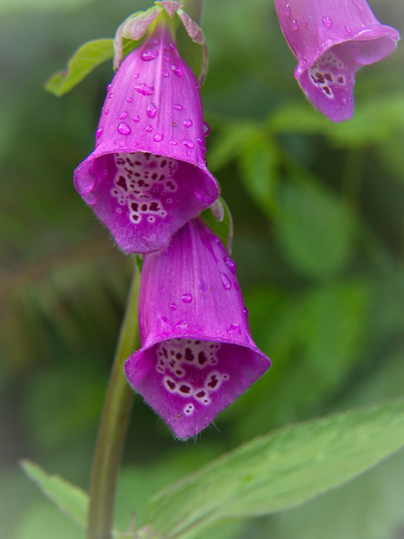 foxglove, flowers, drops, rain, macro, HD phone wallpaper