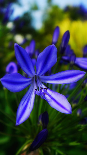 Página 3 | Palabras clave de fondo de pantalla: flores violetas / azules |  Peakpx