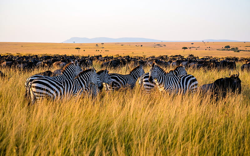 zebra, grassland, african steppe, savannah, Africa, wildlife, Hippotigris, HD wallpaper
