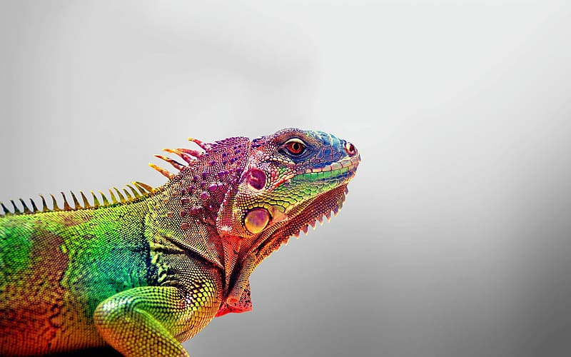 Animal, Reptiles, Iguana, HD wallpaper