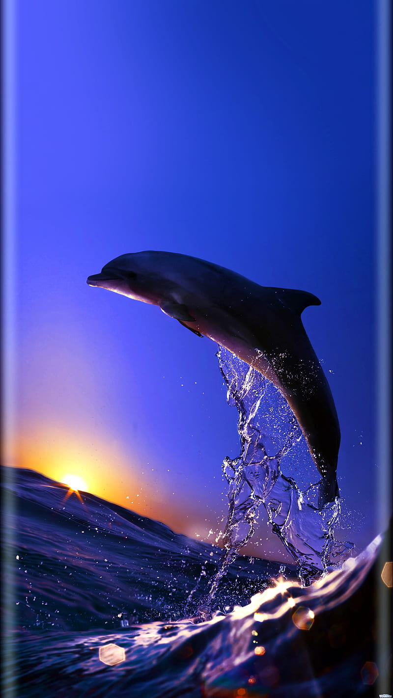 dolphin, dauphin, HD phone wallpaper
