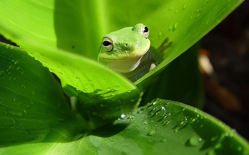 Green Frog, cute, frog, green, HD wallpaper