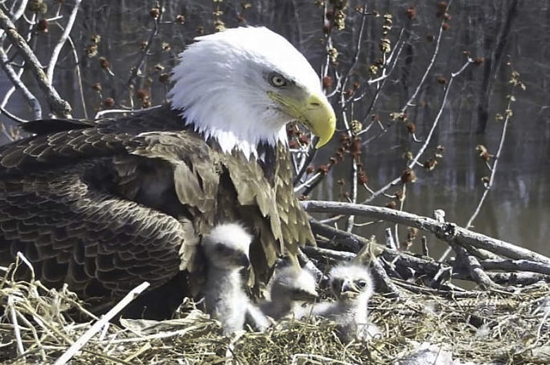 A Bald Eagle's Nest, eagle, raptor, nature, chicks, HD wallpaper