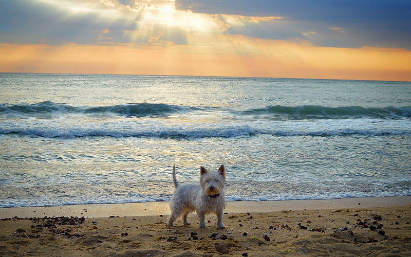 West Highland White Terrier, white curly dog, sea, sunset, coast, cute animals, dog on the beach, white puppy, HD wallpaper