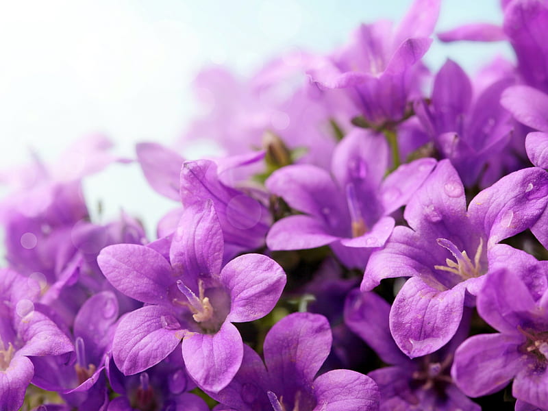 Campanulas, purple, flower, campanula, skin, pink, HD wallpaper
