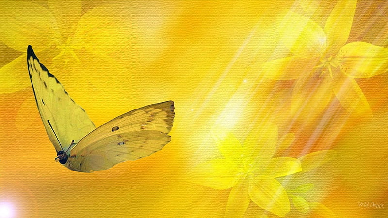 Wings in the sunlight, gold, butterfly, flight, yellow, sunny, HD wallpaper