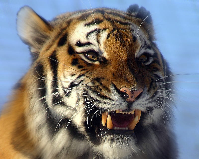 sibirian tiger, vienna, tiger, cat, schoenbrunn, HD wallpaper