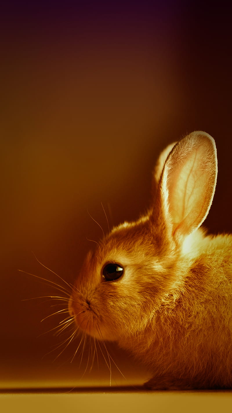 Bunny, cute, rabbit, HD phone wallpaper | Peakpx