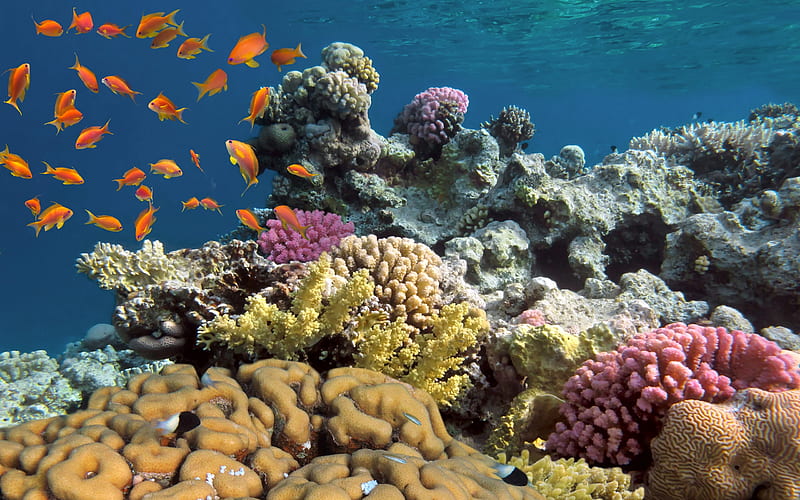 Under the sea, corals, beauty, fish, sea, HD wallpaper | Peakpx