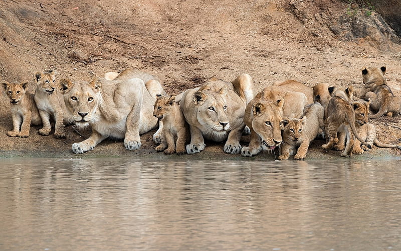 lions, lake, small lions, Pride, family, lionesses, wildlife, Africa, HD wallpaper