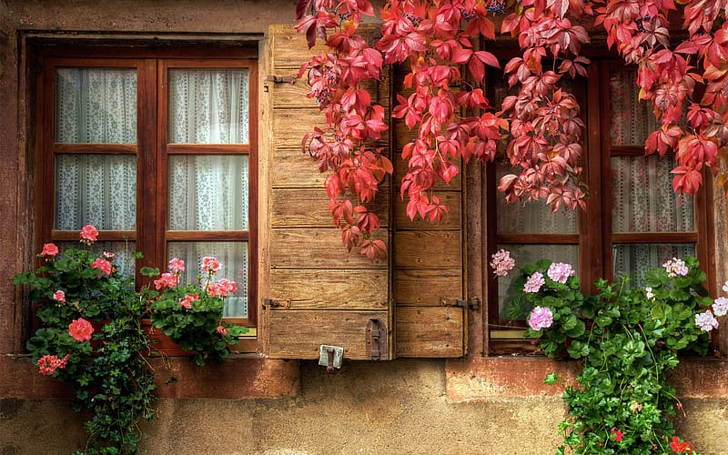 Flower, Leaf, Fall, Window, Curtain, Ivy, HD wallpaper
