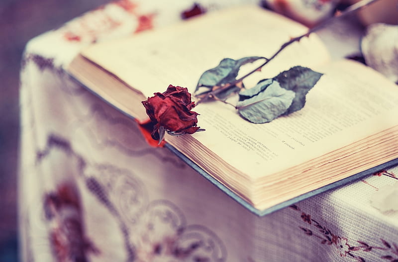 book, flowers, red, rose, HD wallpaper | Peakpx