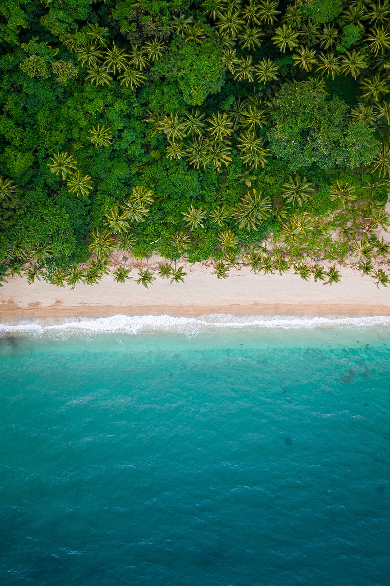 beach, coast, aerial view, sea, palm trees, HD phone wallpaper