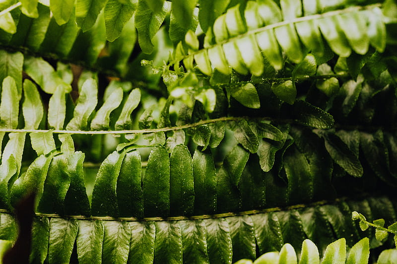 Green Leaves in Macro Lens, HD wallpaper