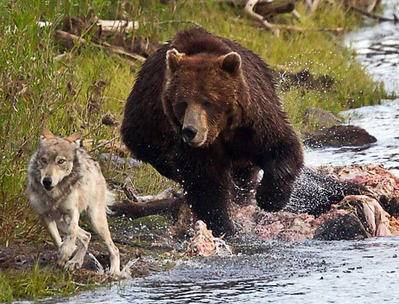 Don't think, run like Hell !, bear, wolf, animals, wild, HD wallpaper
