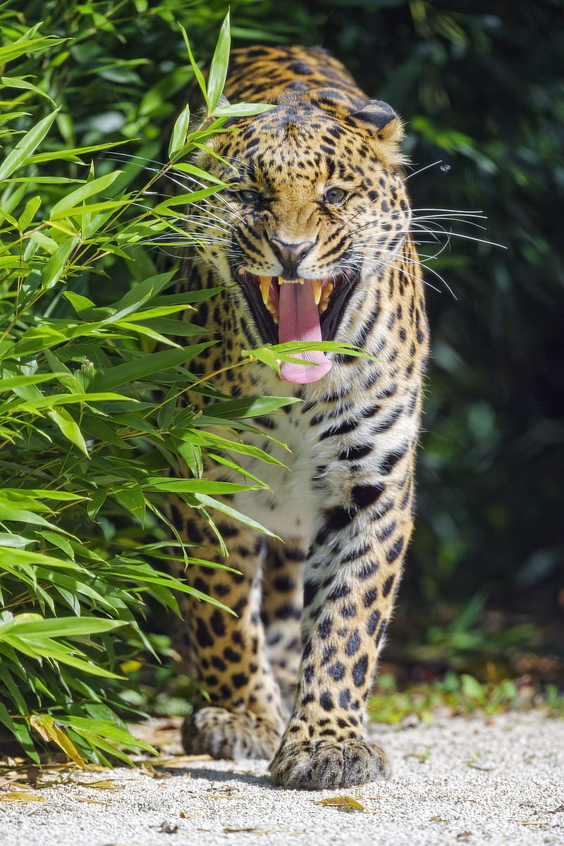 jaguar, animal, predator, protruding tongue, big cat, HD phone wallpaper
