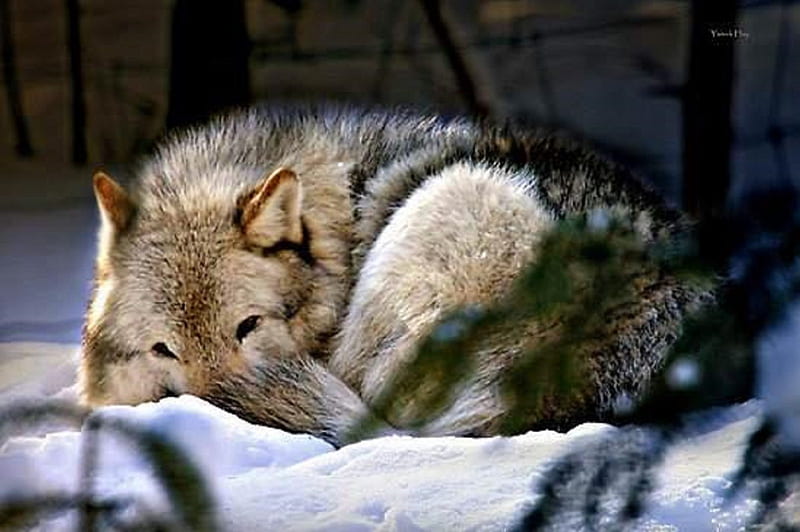 I DO NOT SLEEP I REST, rest, sleep, snow, nature, Wolf, animals, Wolves ...