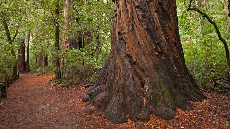 Let's bring Big Basin back. Save the Redwoods League, Santa Cruz Redwoods, HD wallpaper