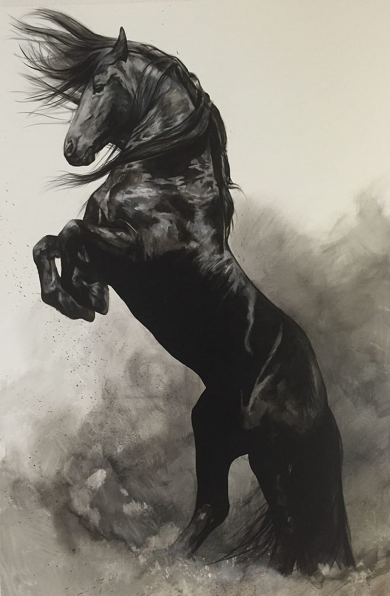 Black Horse amazing, beauty hit, horses, wild, HD phone wallpaper