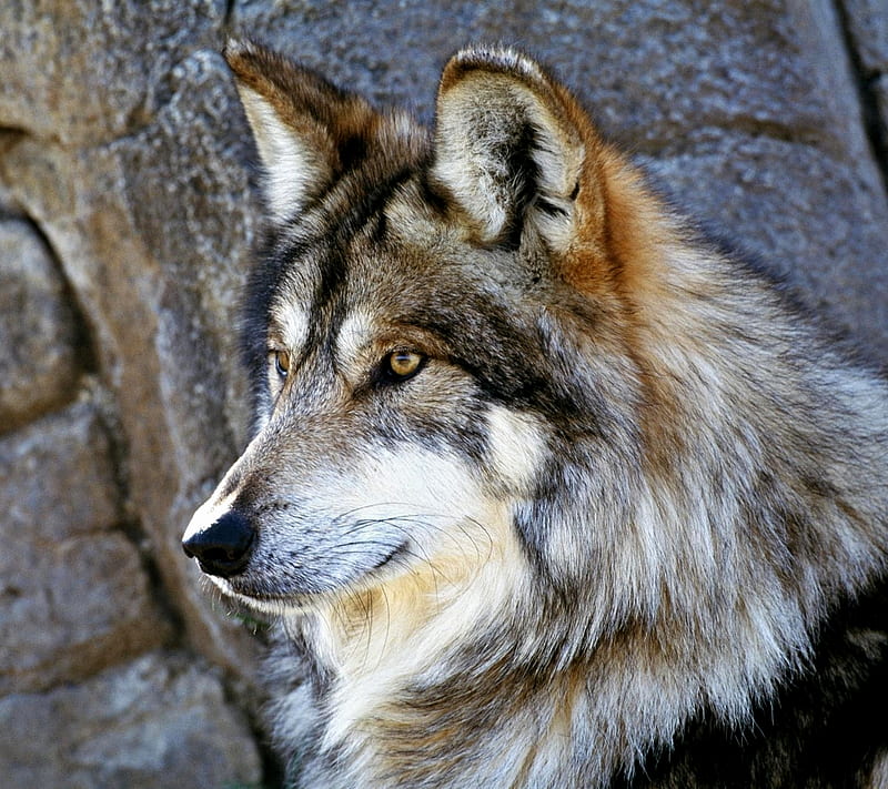 Wolf, animal, hunter, predator, wild, HD wallpaper