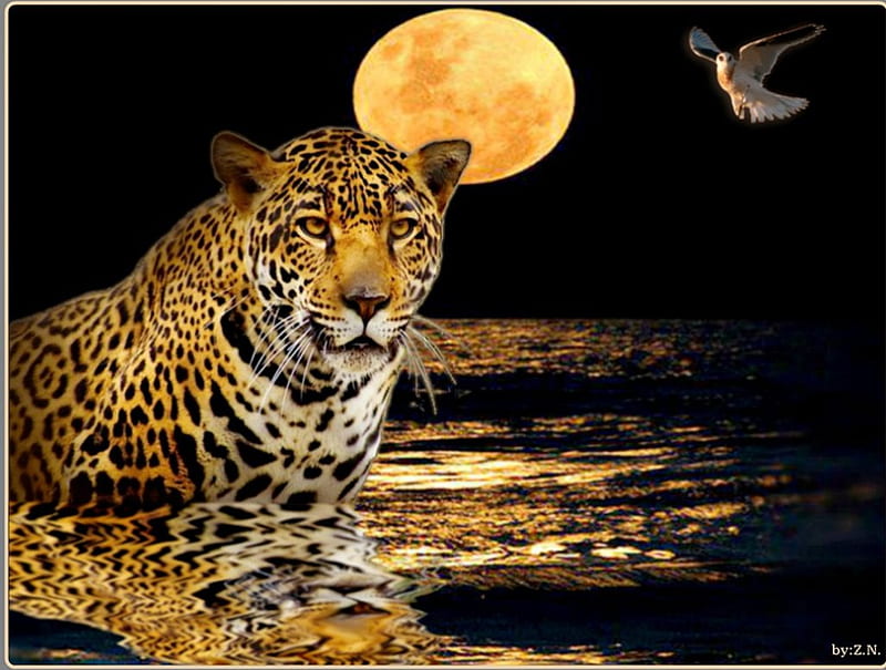 Good Night, leopard, eagle, moon, sea, HD wallpaper