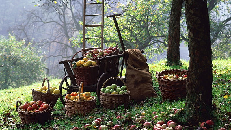 the apple harvest, baskets, harvest, trees, apples, HD wallpaper