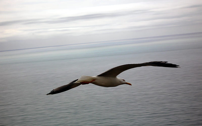 gliding seagull-Animal, HD wallpaper