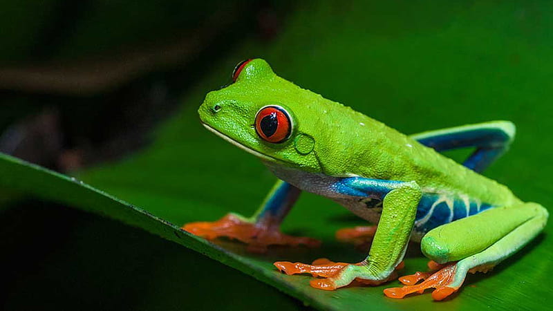 Red Black Eyed Green Blue Frog On Green Leaf Frog, HD wallpaper