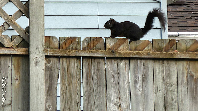 Squirrel on the Fence, squirrel, squirrels, fence, wood fence, black, wooden, HD wallpaper