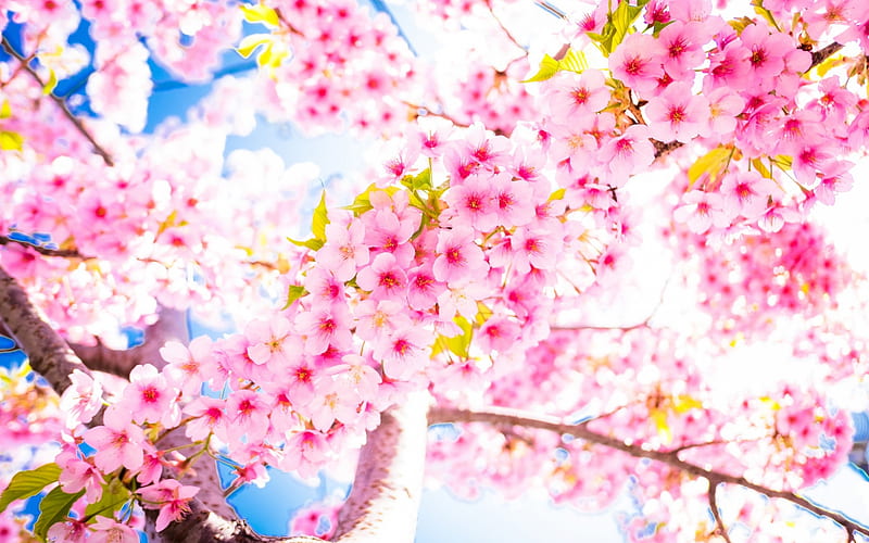 sakura, cherry blossoms, blue sky, warm, spring, branches of cherry, pink flowers, HD wallpaper