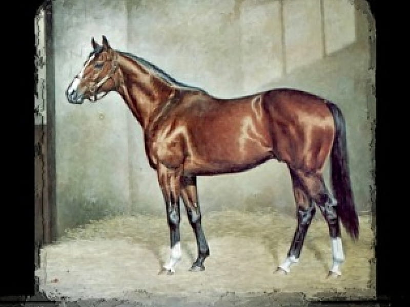 Northern Dancer - Horse F2, art, thoroughbred, painting, equine, thorobred, horse, artwork, race horse, HD wallpaper