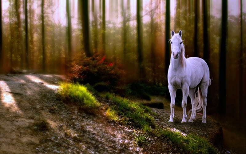 Horse in a Forest, White, Forest, Horse, Nature, HD wallpaper