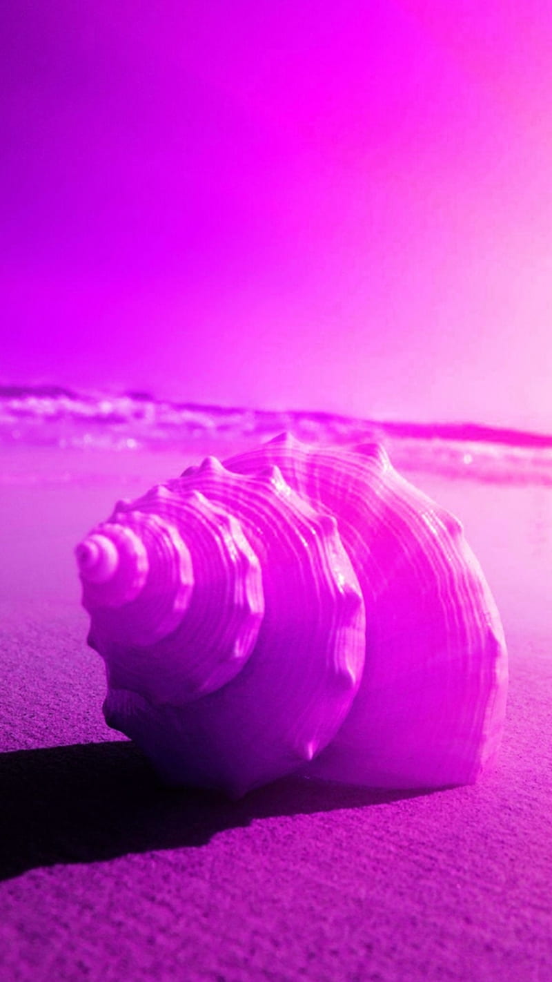 purple sea shell, beach, color, colorful, cool, new, ocean, HD phone wallpaper
