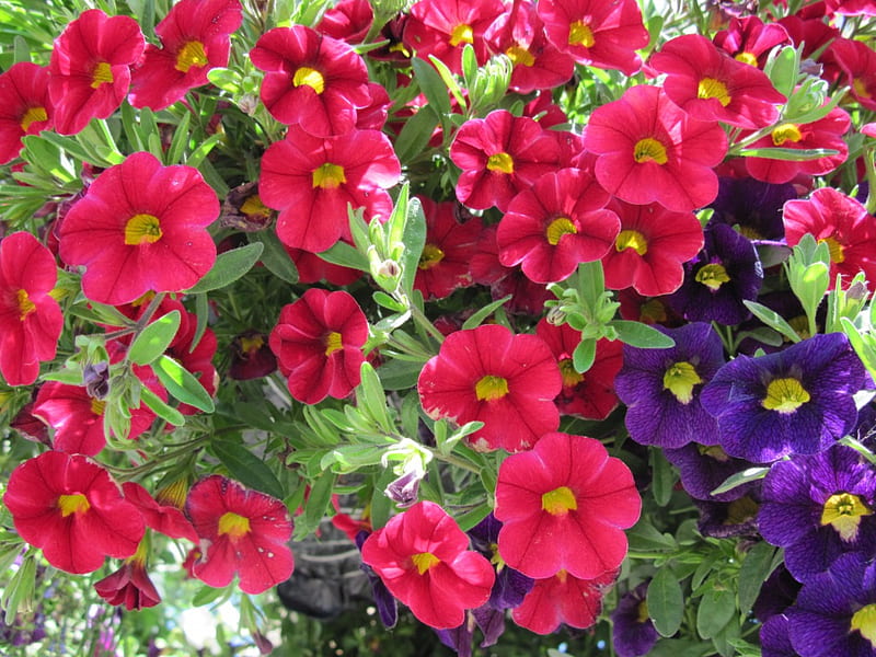 Petunias Flowers day 31, red, graphy, purple, Petunias, green, flowers, HD wallpaper