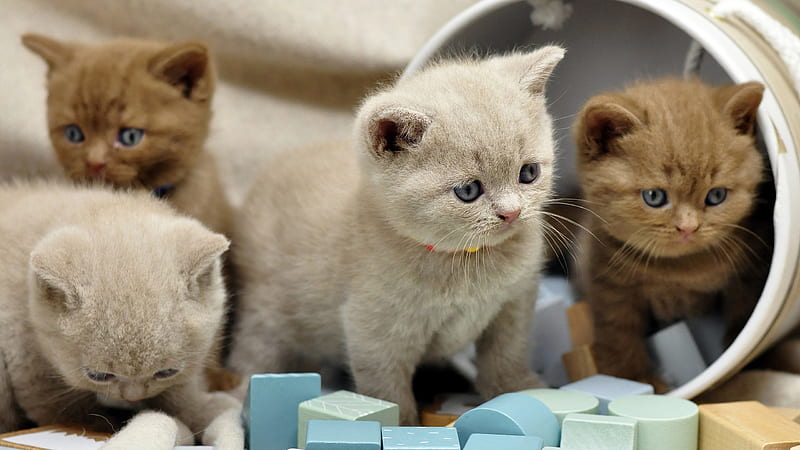 Brown White British Shorthair Kittens Are Playing With Plastic Box Kitten, HD wallpaper