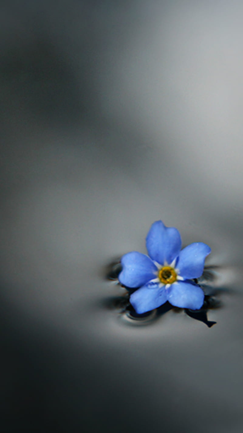 Forget me HD wallpapers  Pxfuel