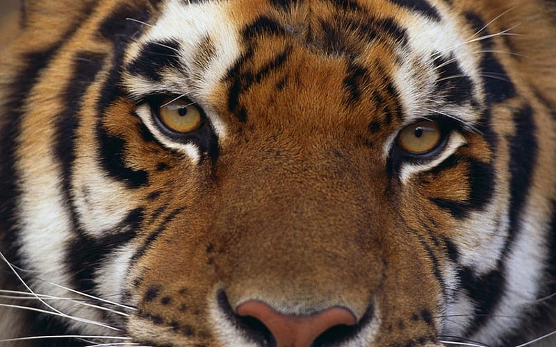 Tiger face, tiger, wildernes, predators, wild, wild cats, wildlife, nature, wild animals, big cats, animals, HD wallpaper