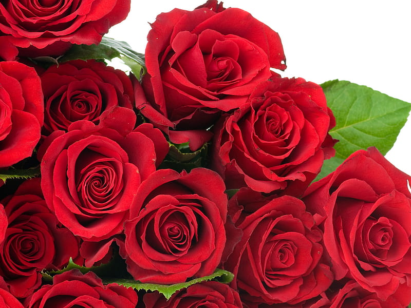 Red roses for Dianna (GREENFROGGY1), red roses, graphy, bouquet ...