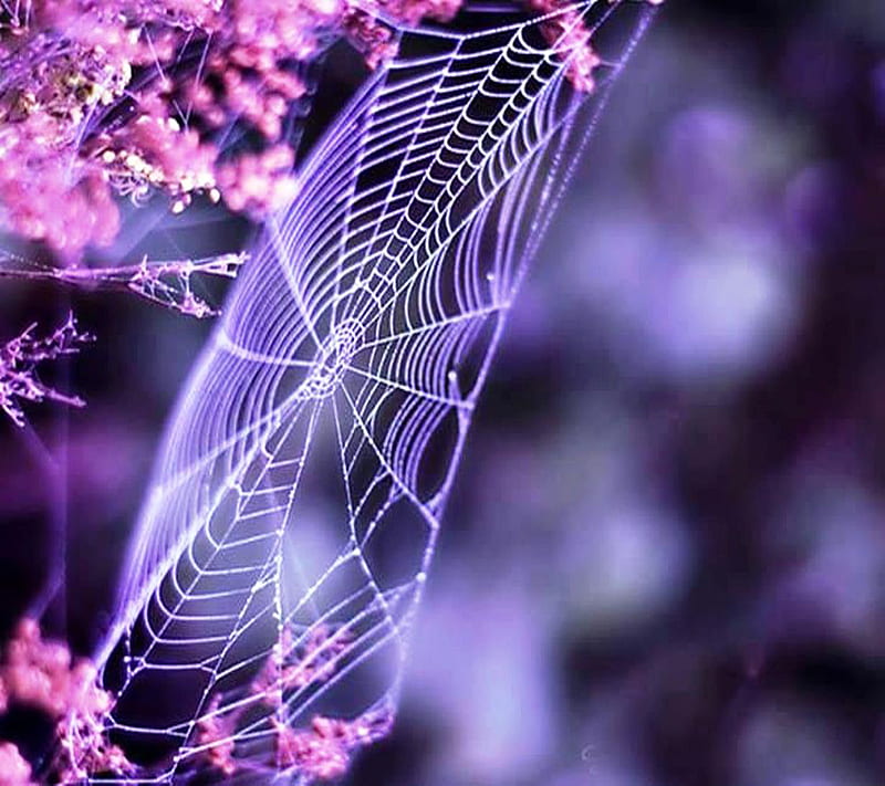 Spider Web, HD wallpaper
