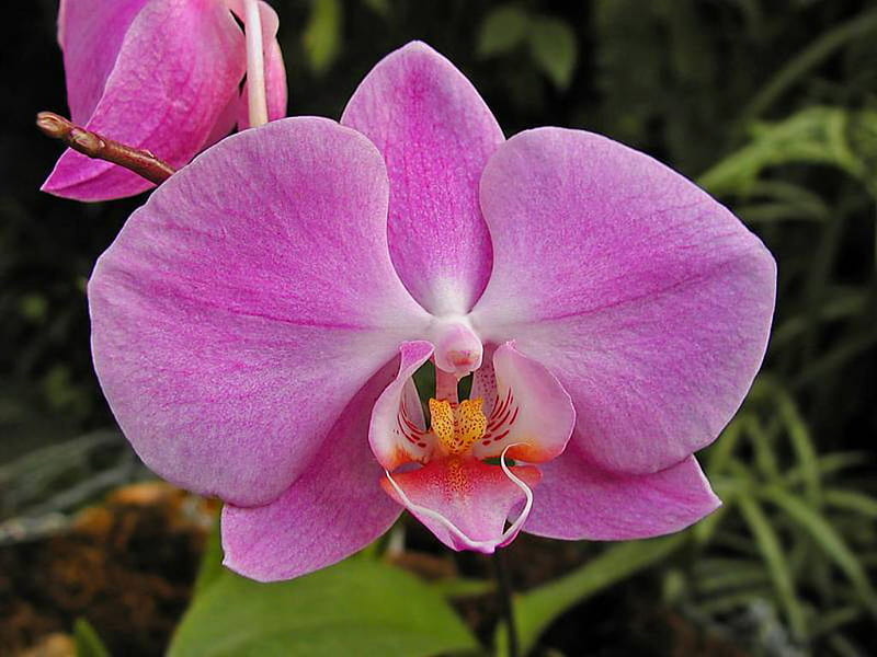 Moth Orchid, flower, orchids, purple, HD wallpaper