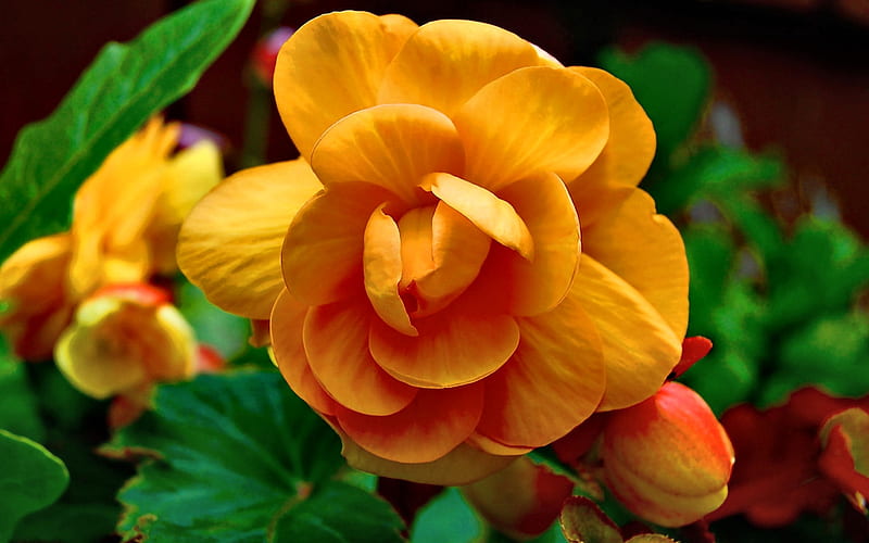 Yellow Begonia Flower FC, romance, bonito, floral, graphy, love, wide screen, flower, beauty, begonia, HD wallpaper