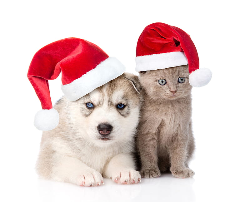 Waiting for Santa, red, card, animal, couple, pisica, puppy, dog, craciun, christmas, caine, cat, hat, cute, pet, santa, kitten, white, HD wallpaper