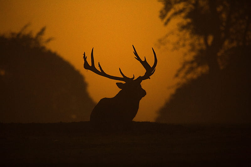 Deer Silhouette , deer, animals, silhouette, HD wallpaper