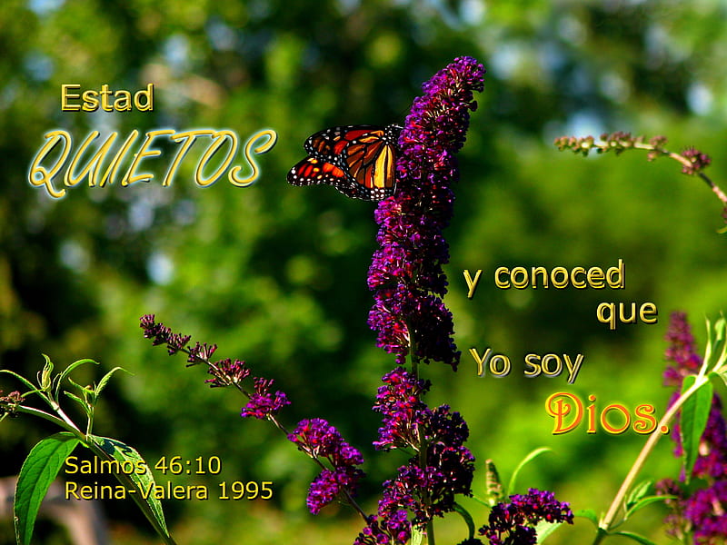 Estad Quietos, flowers, Bible, butterfly, butterfly bush, park, HD wallpaper