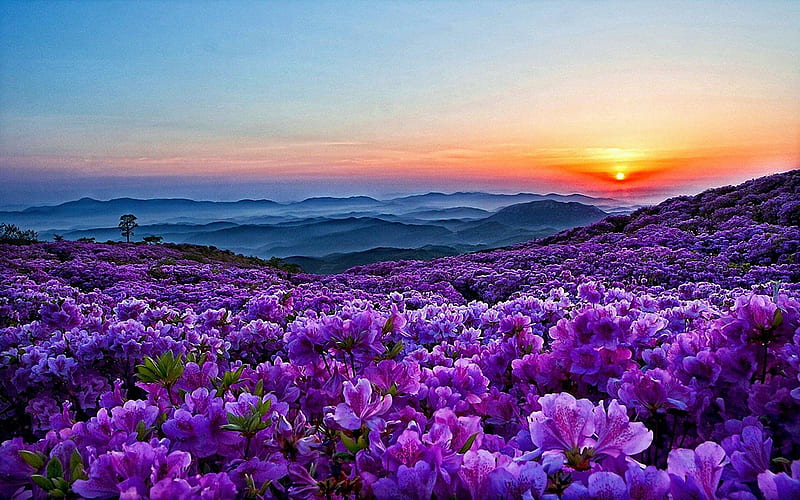Spring Flowers - Rhododendrons, sunset, petals, purple, hills, blossoms, landscape, HD wallpaper