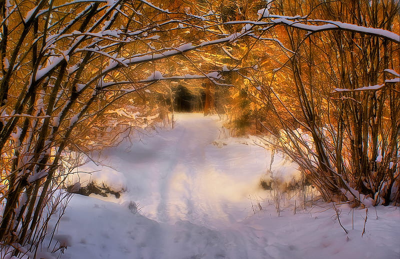 winter fairy tale, forest, fairy tale, snow, path, nature, HD wallpaper
