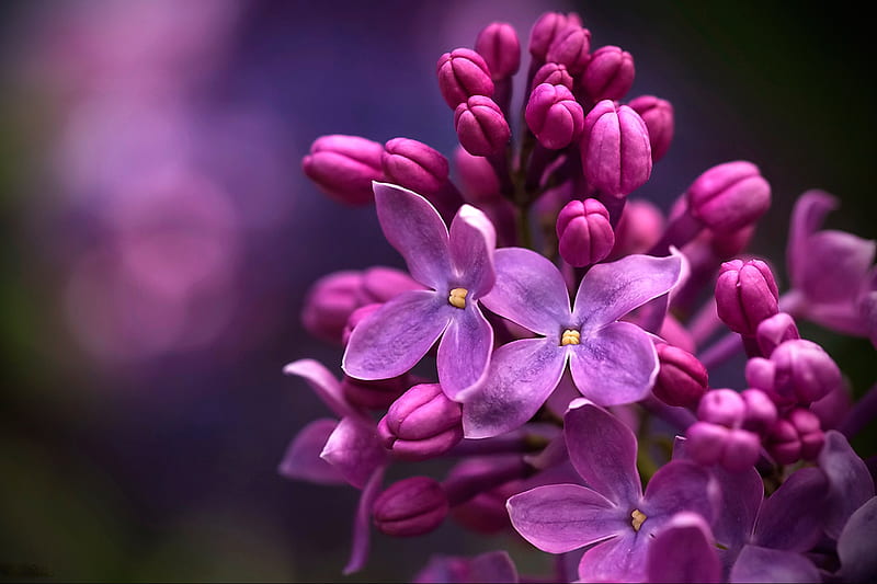 Flowers, Lilac, Blossom, Blur, Macro, HD wallpaper