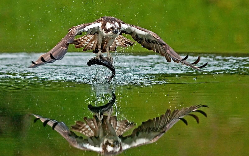 Osprey catching a Fish, Fish, Osprey, Animals, Birds, HD wallpaper