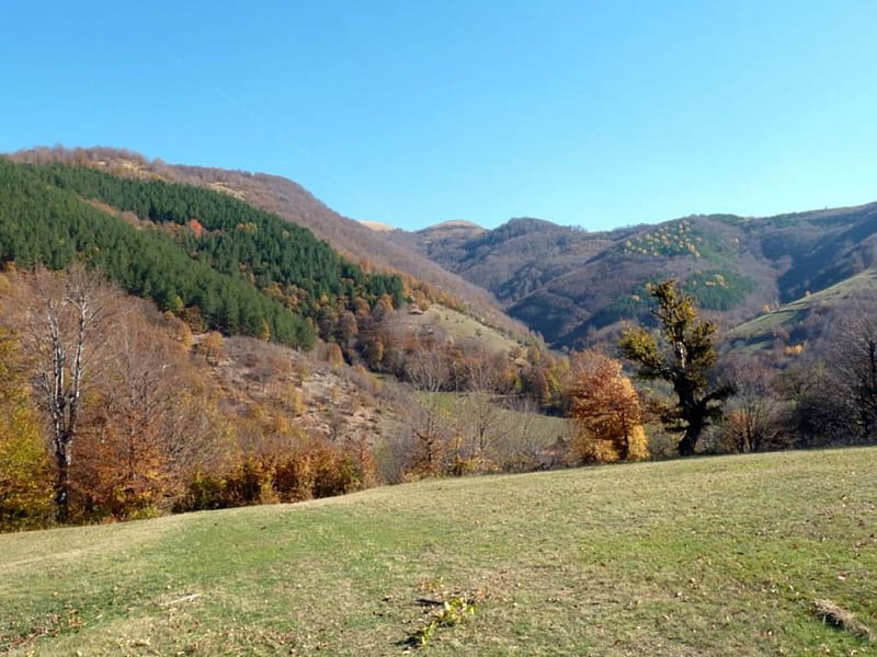 Mountain fall, autumn, graphy, nature, Bulgaria, trees, HD wallpaper ...